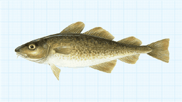 Hållkäftenlunch #56 - Torsk i alla former