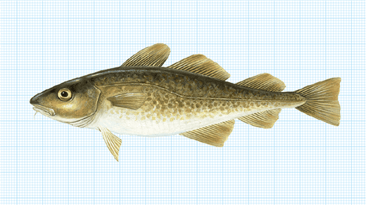 Hållkäftenlunch #56 - Torsk i alla former