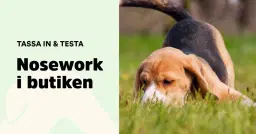 Prova på Nosework Grupp 1