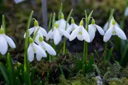 11. Festival zvončkov