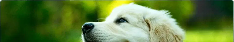 Årsmötesdags för Ledarhundsklubben