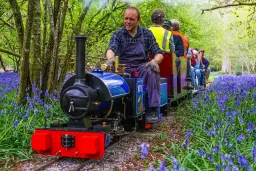 Trains through the Bluebells