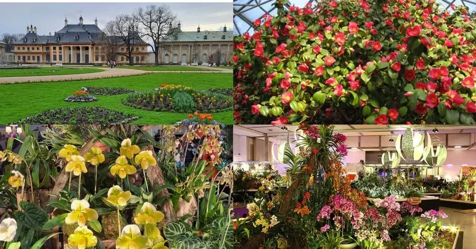 SVĚTOVÁ VÝSTAVA ORCHIDEJÍ S VELIKONOČNÍ VÝSTAVOU A KAMÉLIE NA PILLNITZ