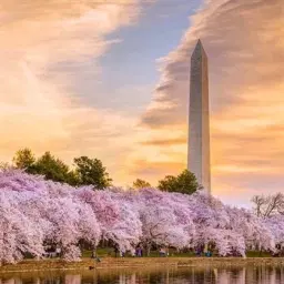 DC Blossoms & Odyssey Bus Trip from Selinsgrove