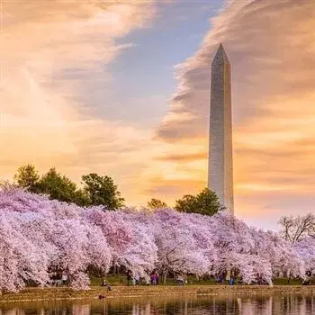 DC Blossoms & Odyssey Bus Trip from Selinsgrove