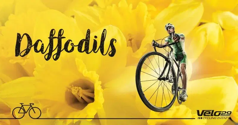The Daffodils Sportive. A beautiful ride in Yorkshire