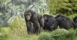 Öppen föreläsning: Är människan det enda djur som har språk?