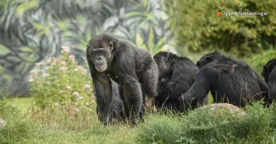 Öppen föreläsning: Är människan det enda djur som har språk?