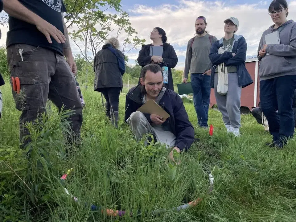Greens Galore - Mid-Spring Foraging Walk