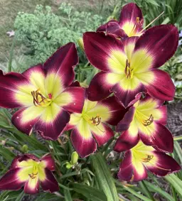 Free State Daylily Society at the Farmer's Market
