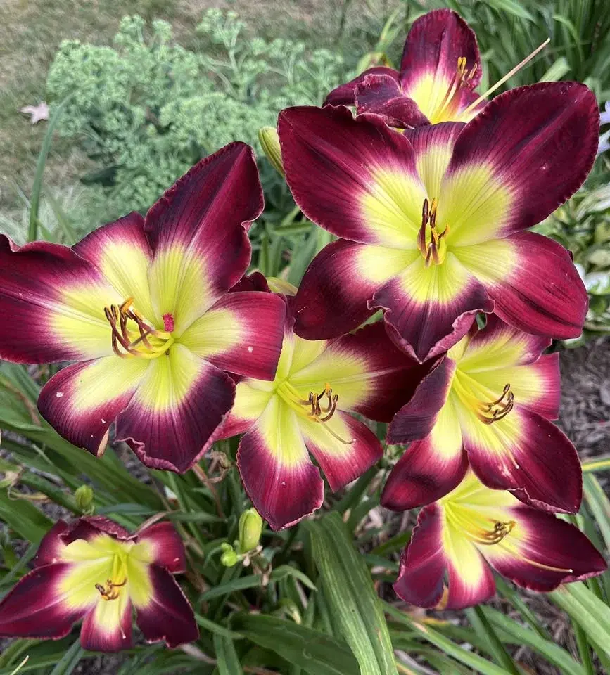 Free State Daylily Society at the Farmer's Market