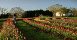 3/21/26 Tulip U-Pick