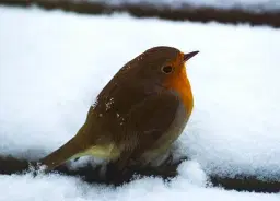 Fåglarna i Sverige med Anders Wirdheim