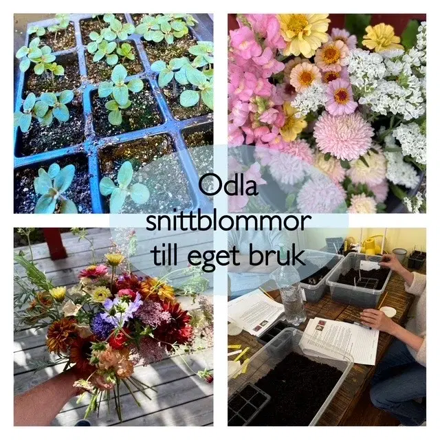 Odla egna snittblommor – på balkong eller i pallkrage