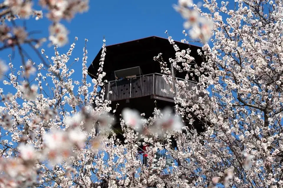 Slavnosti mandloní a vína 2026 na Starém vrchu