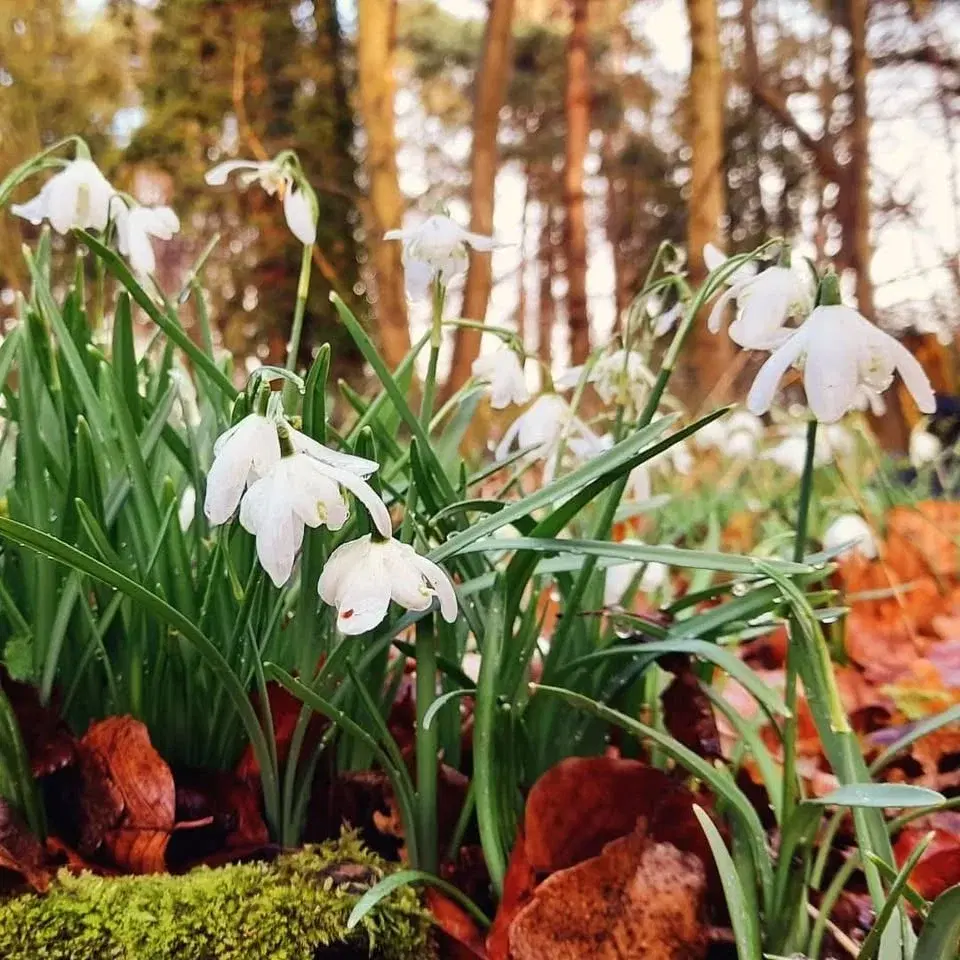 Spring Walk at How Hill with Lunch