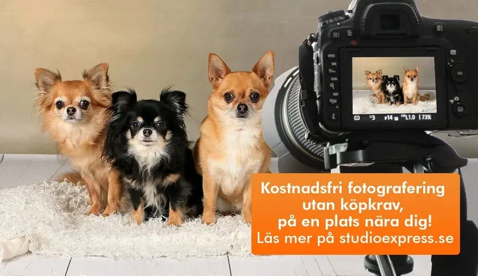 Arken Zoo Stockholm Odenplan - Kostnadsfri djur-, barn- och familjefotografering