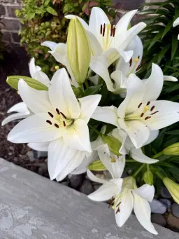 Easter Hike — Norfolk Botanical Gardens 🐣🌸🌷