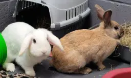 SAA Spring Fair 2026