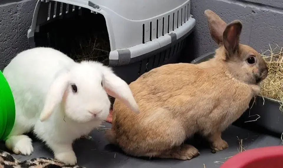 SAA Spring Fair 2026