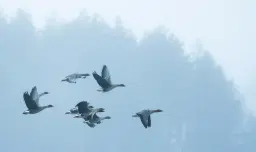 Gäss på Landsbergaslätten