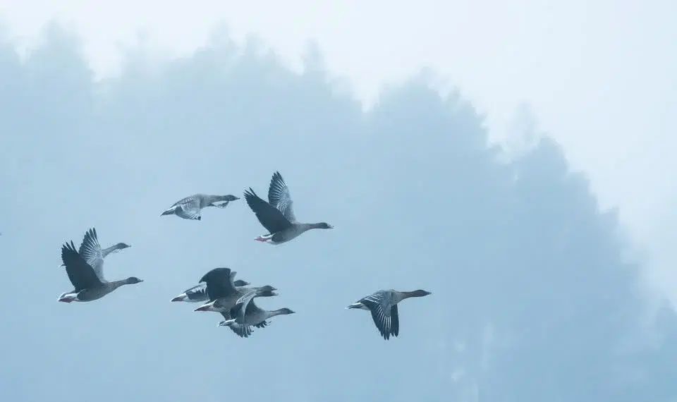 Gäss på Landsbergaslätten