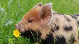 Tyrsgaard, besøgsbondegård, sansehave og café