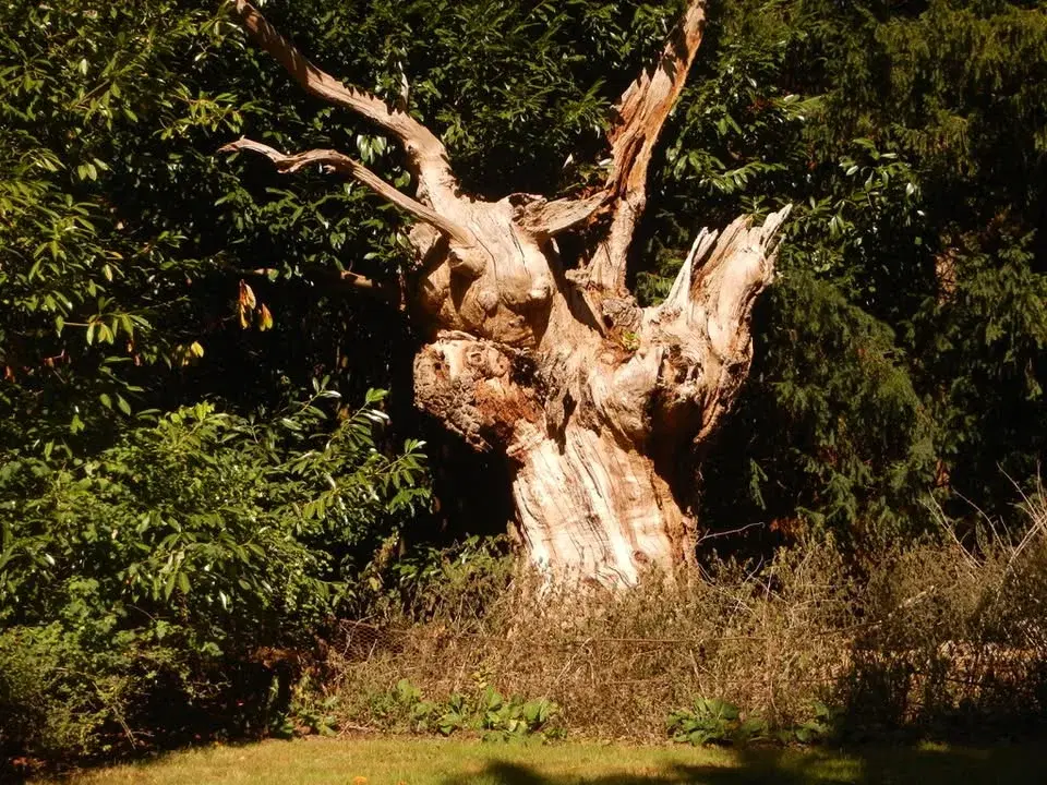 Spring Walk at Blackthorpe Barn