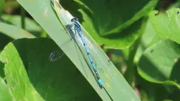 Nosey Nature Natter - Secrets of the Pond