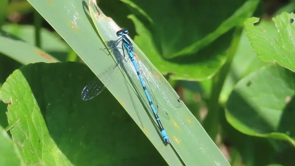 Nosey Nature Natter - Secrets of the Pond
