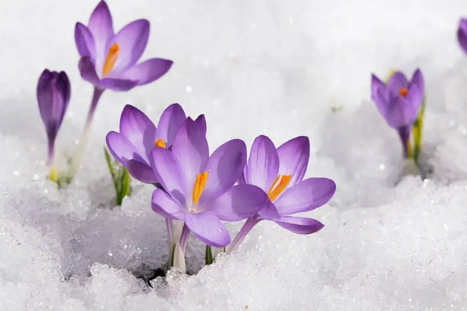 Judarn – vilt och vackert