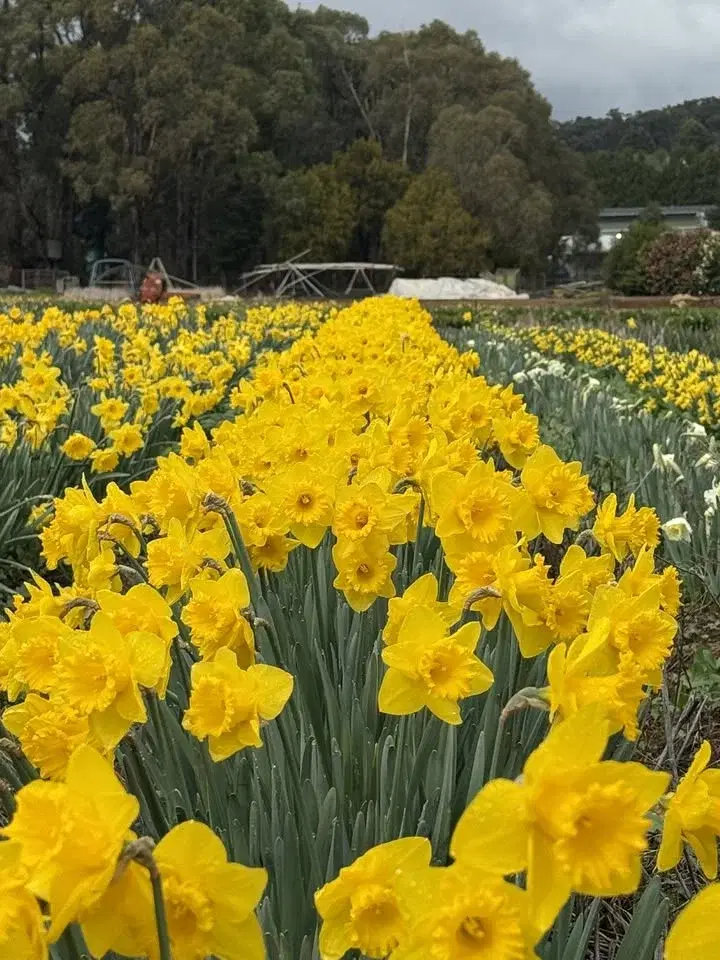 Canberra Plant Sale & Canberra Horticultural Society Show