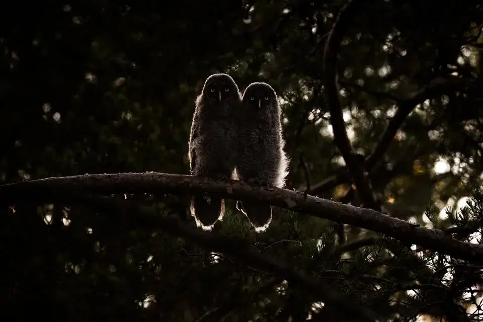 Nattsångare i Uppland