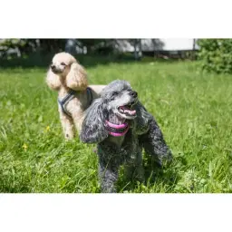 Häng med på hundpromenad!