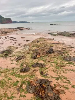 Goodrington Clean-Up!