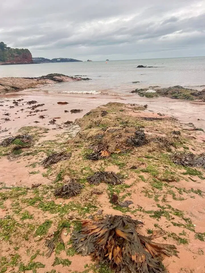 Goodrington Clean-Up!