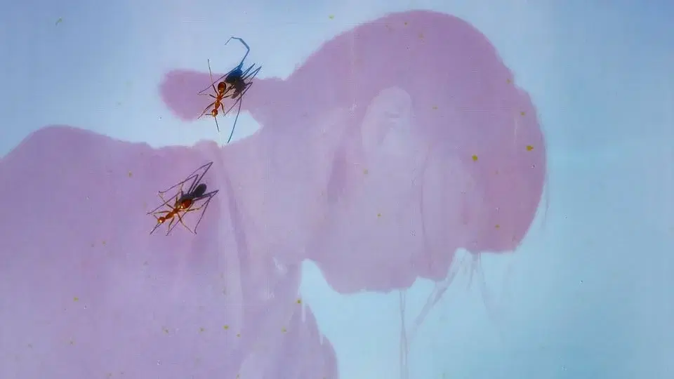 Ichiko Aoba - Across The Oceans Tour 2026