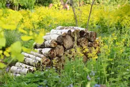 Beauty and the Beasts - an illustrated talk