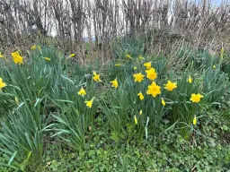 Humdinger & Hurtle Races