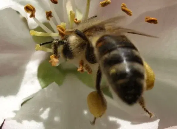 Skapa dina egna bivaxdukar