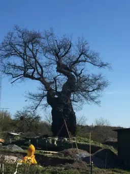Gessica de Brito Bueno âThe Ark of the Tropics