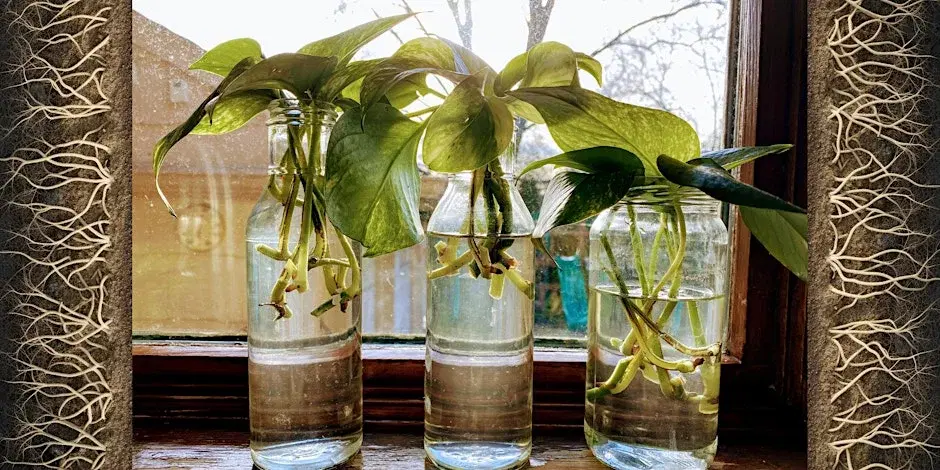 Roots from Shoots: Twig Propagation