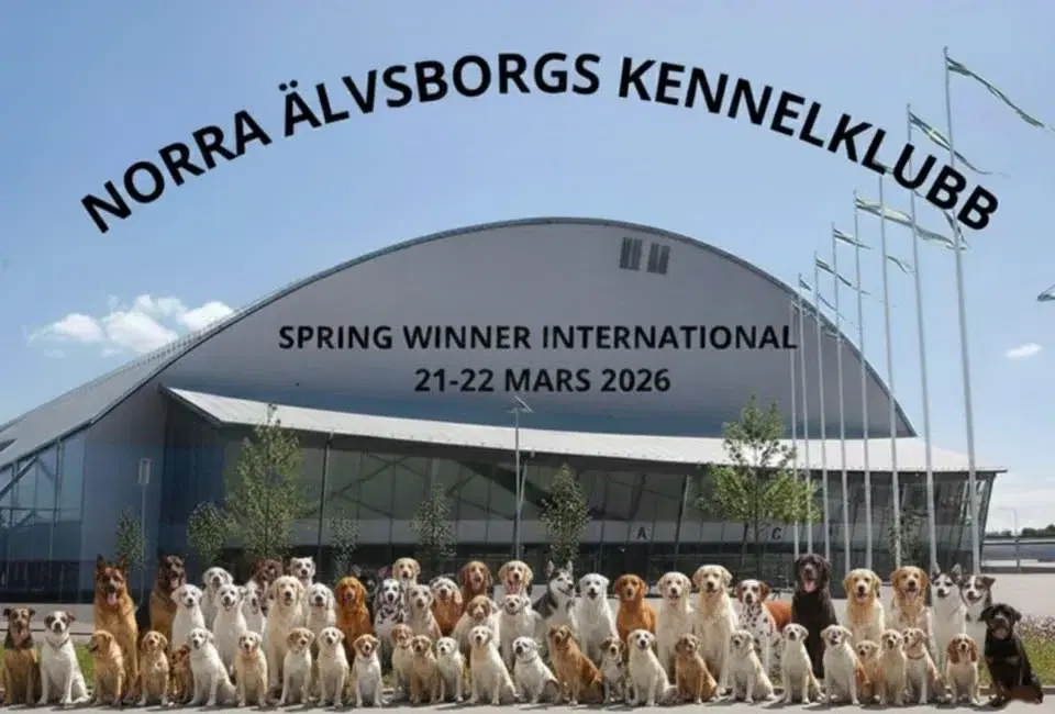 SPRING WINNER INTERNATIONAL VÄNERSBORG
