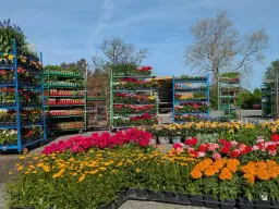 Second Chance Plants COLUMBIA, MD - Grand Opening Weekend