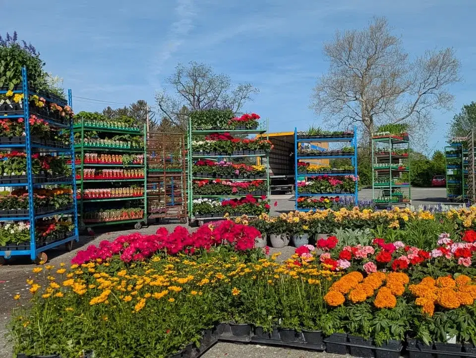 Second Chance Plants COLUMBIA, MD - Grand Opening Weekend