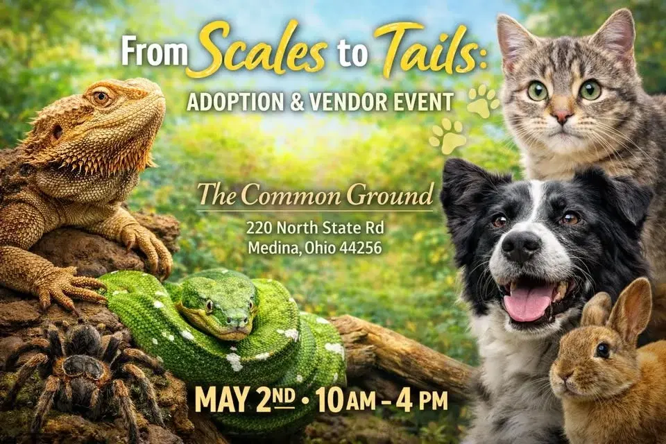 From Scales to Tails: adoption and vendor event