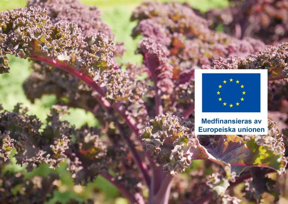 Planera, odla och sälj till offentlig verksamhet