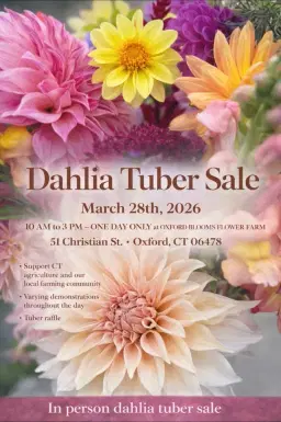 (In person) Dahlia Tuber Sale
