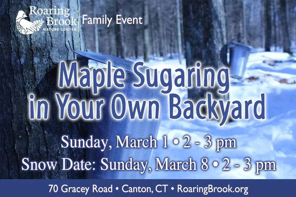 Maple Sugaring in your Own Backyard