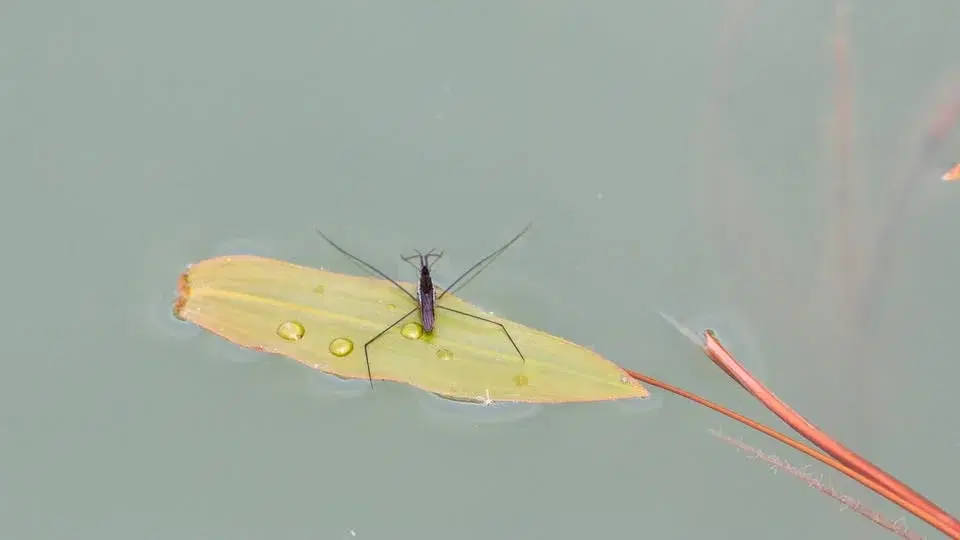 Biologisk mångfald i stadens dammar